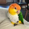 Caique Parrot - Image 2