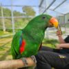 Male Eclectus - Image 2