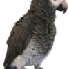 Timneh African Grey - Image 3