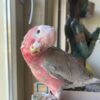 Galah Cockatoo - Image 2