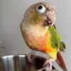 Green Cheek Conure - Image 2