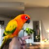 Sun Conure - Image 2