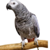 African Grey Congo - Image 2