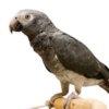 Timneh African Grey - Image 2