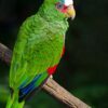 White Fronted Amazon - Image 2